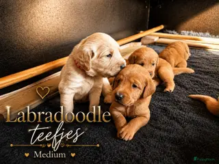 Labradoodle honden Exclusief Medium Labradoodle nest 🐾 - Advertentie 6