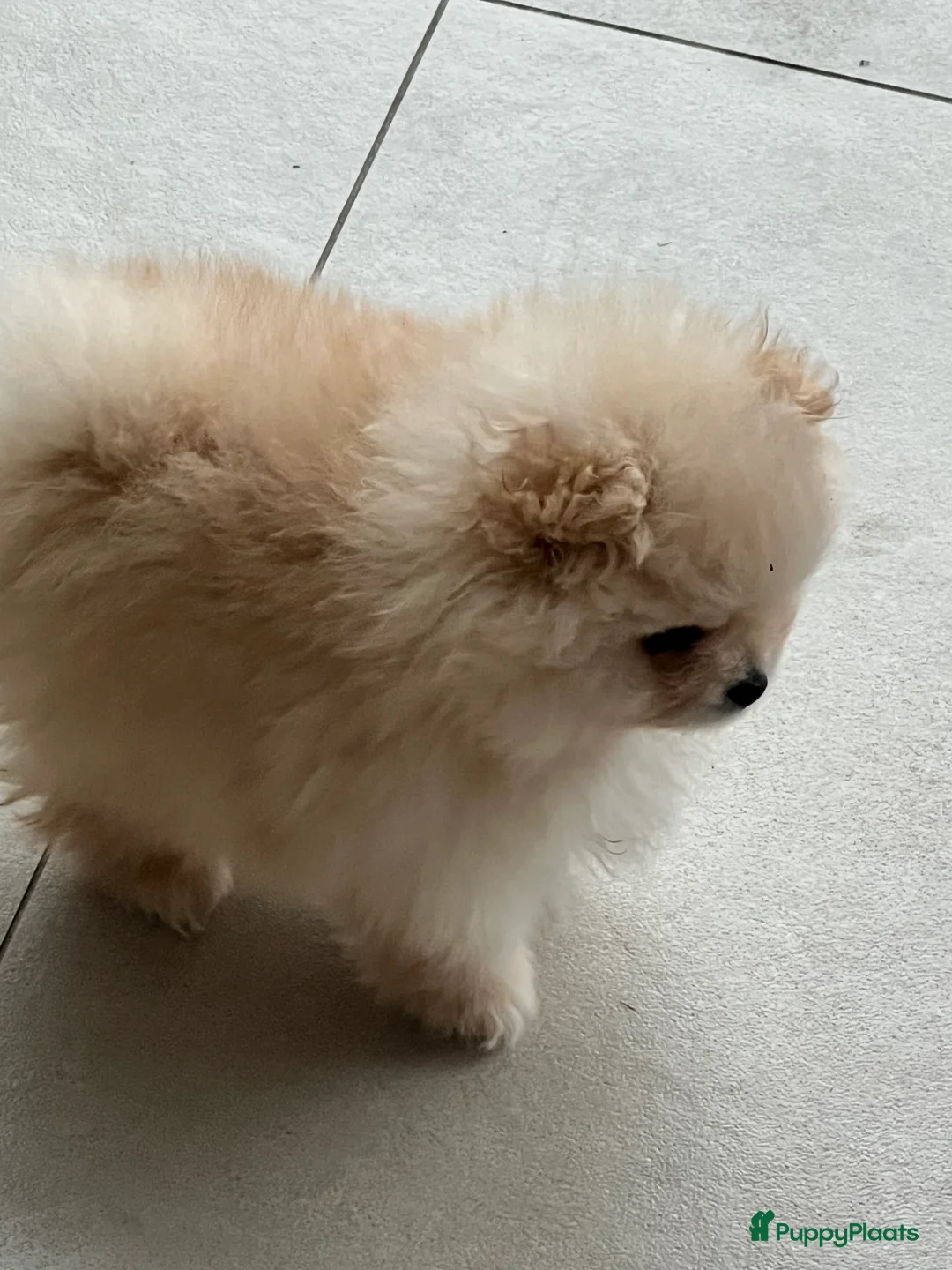 Pomeriaan honden te koop: Pomeriaan Reu - Advertentie 4