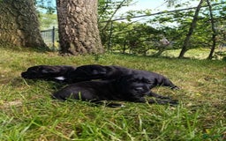 Cane Corso honden te koop: Cane corso pups in Welsum - Afbeelding 3