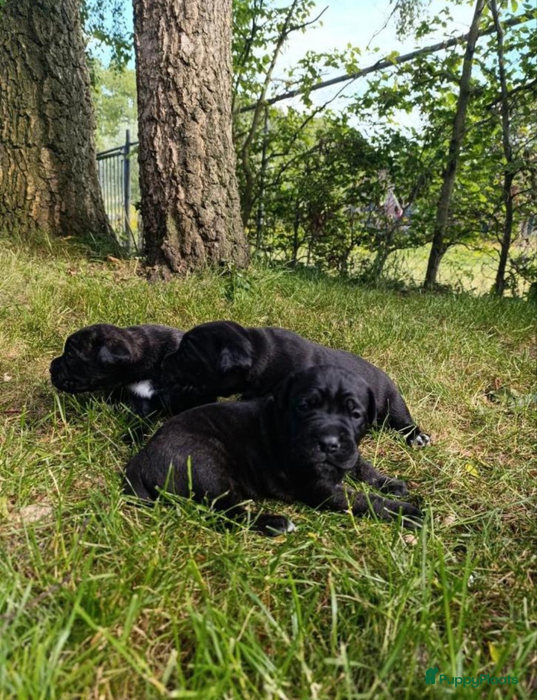 Cane Corso honden te koop: Cane corso pups in Welsum - Afbeelding 3