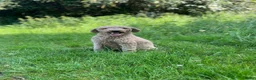 Cockapoo honden te koop: Amerikaanse Cockapoo pups - Advertentie 13