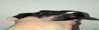 Spaanse Waterhond 1 zwart/wit