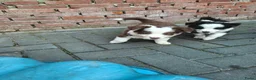 Border Collie honden te koop: Border collie pups - Advertentie 19