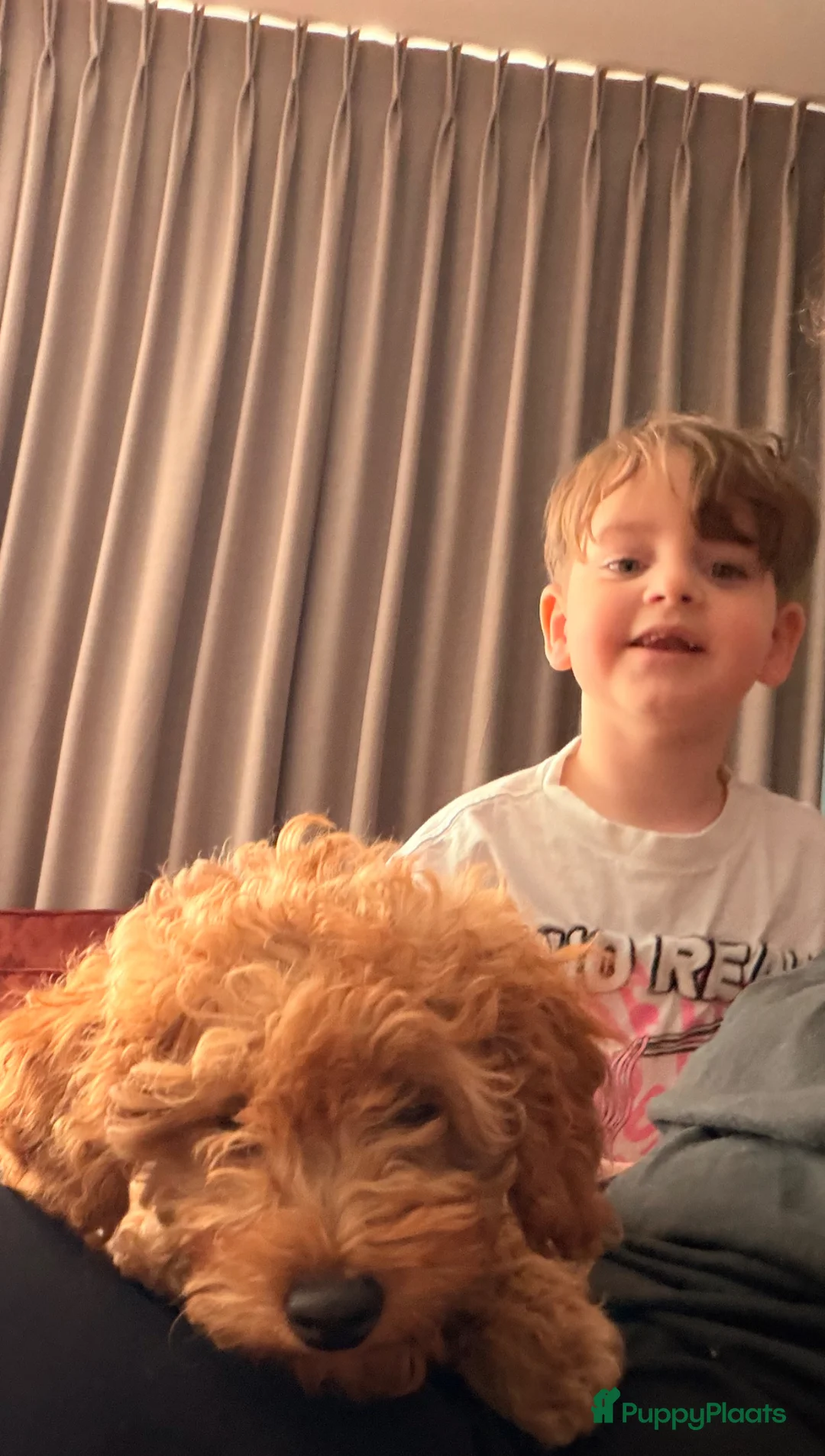 Kruising honden te koop: Toy poedel - Advertentie 4