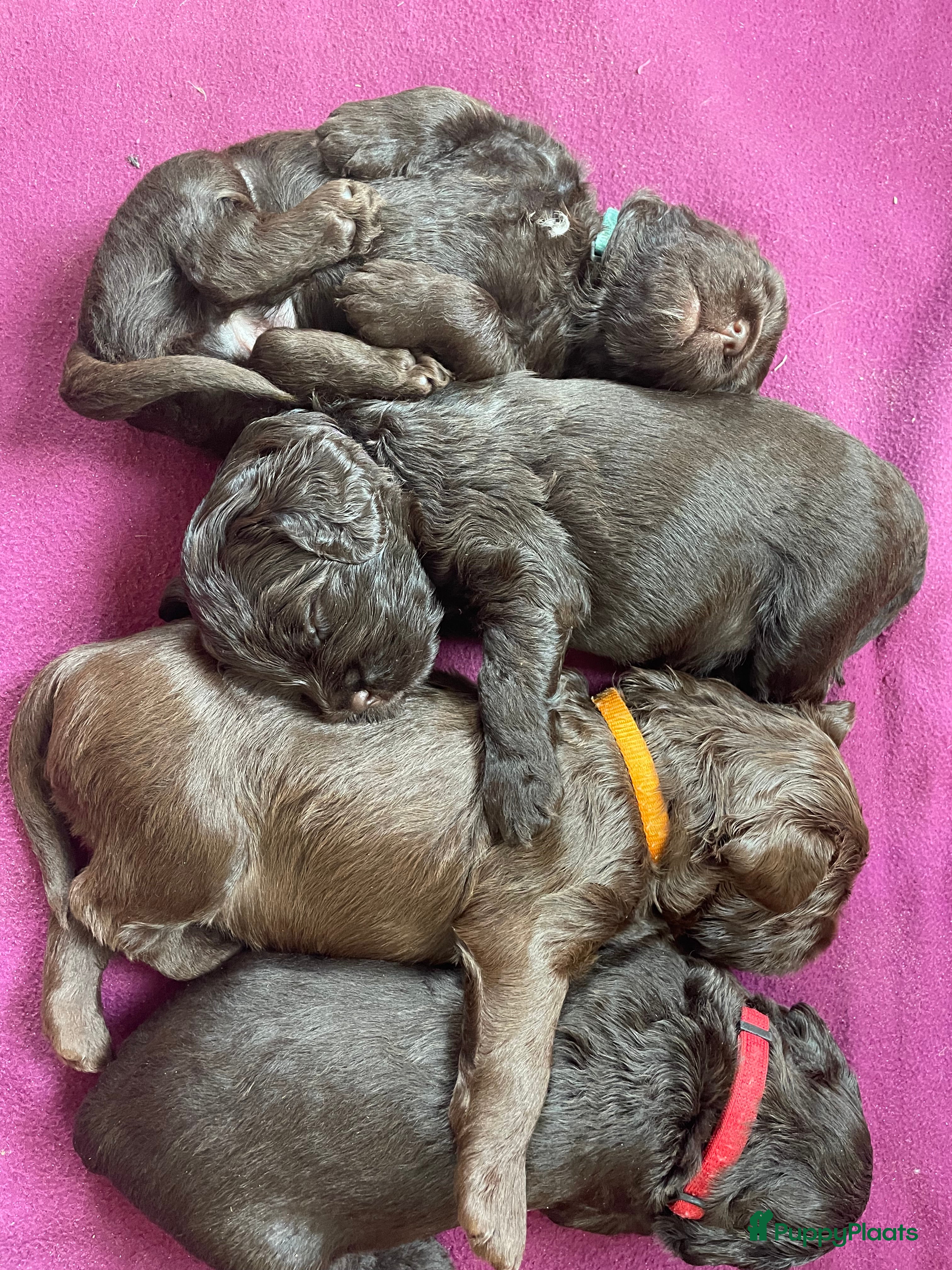Labradoodle honden Medium Chocolade labradoodles met Australian bloed - Advertentie 7