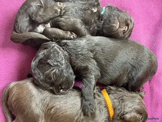 Labradoodle honden Medium Chocolade labradoodles met Australian bloed - Advertentie 7