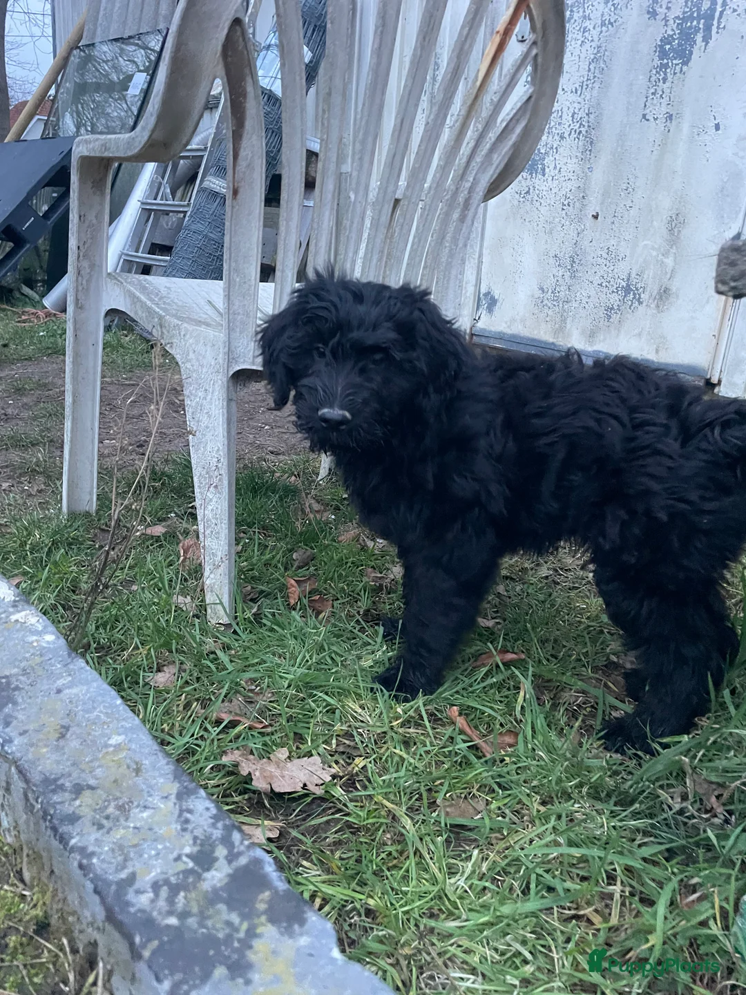 Kruising honden te koop: Mooie medium goldendoodle pups - Advertentie 6