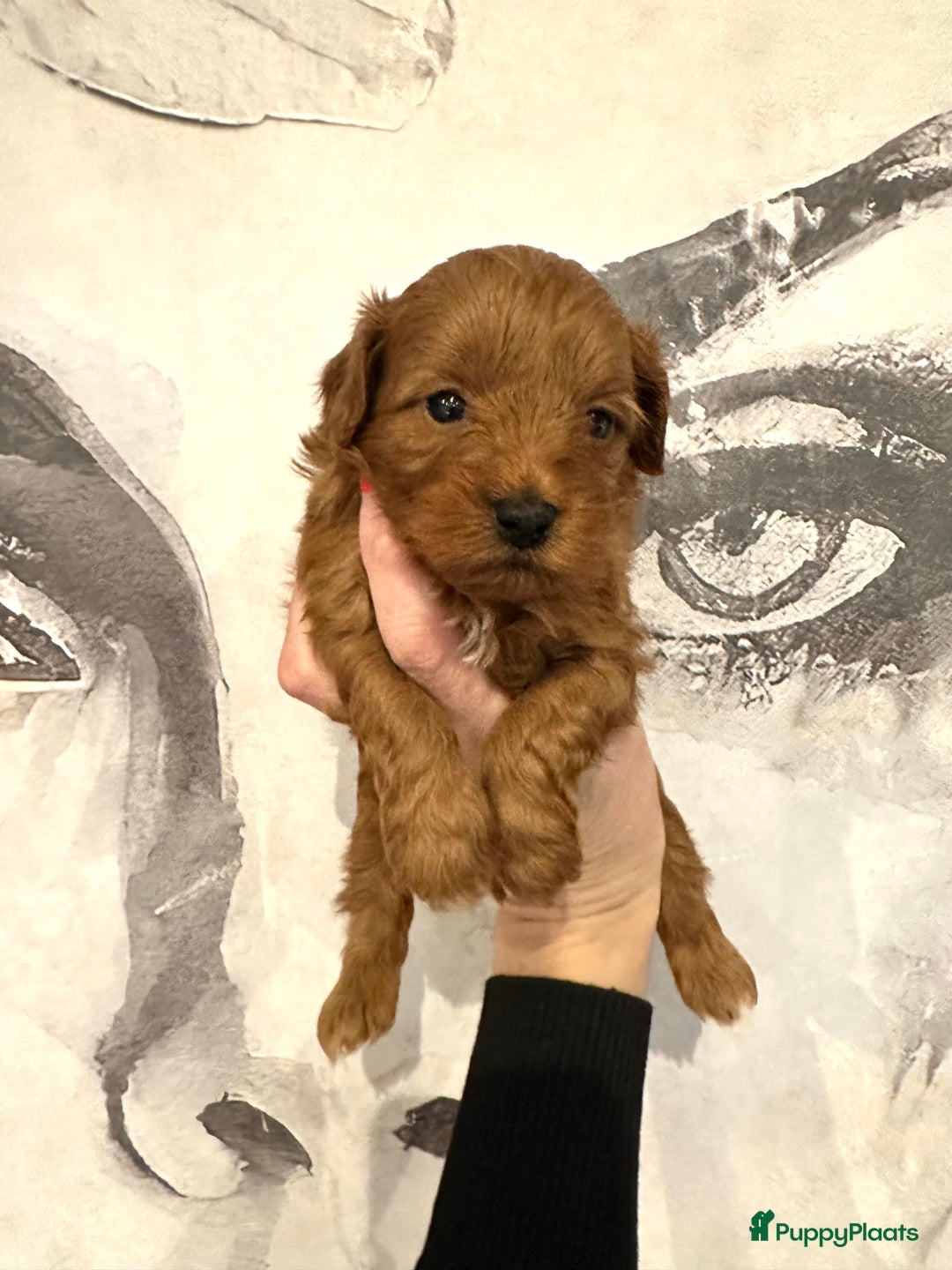 Maltipoo honden te koop: MALTIPOO pups te reserveren bijna 5 weken oud - Advertentie 6