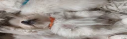 Pomeriaan honden te koop: Prachtige pomeriaan pups - Advertentie 9