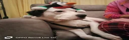 Kruising honden te koop: LIEVE PUPS - Advertentie 6
