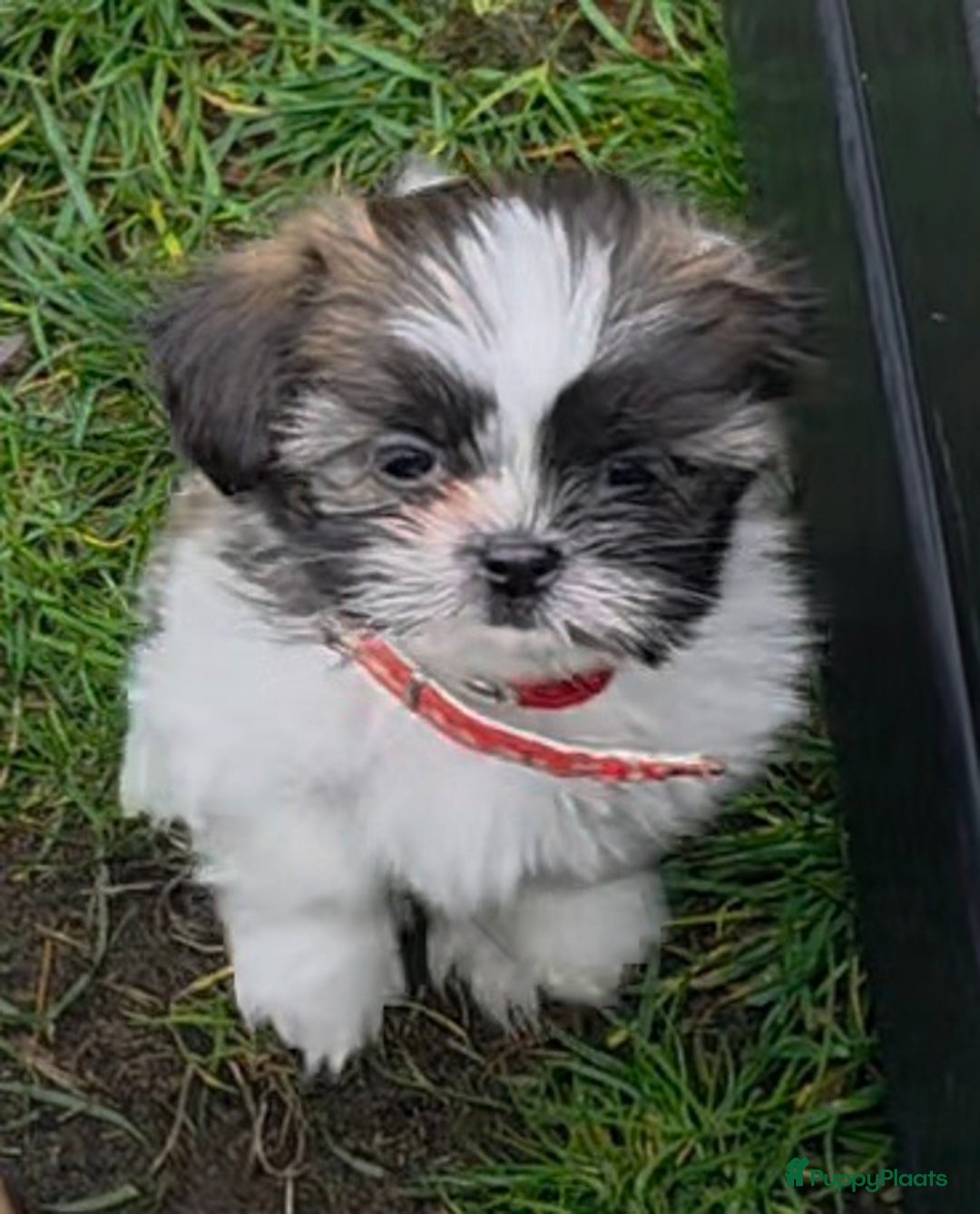Shih Tzu honden te koop: Shih Tzu diverse kleuren , merle teefje - Advertentie 8