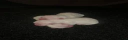 Maltezer honden te koop: Mini Maltezer  - Advertentie 3
