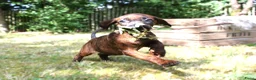 Kruising honden te koop: Bayerische gebirgssweishund - Advertentie 15