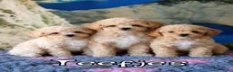Kruising honden te koop: Bischpoo/Poochon pups te koop  - Advertentie 4