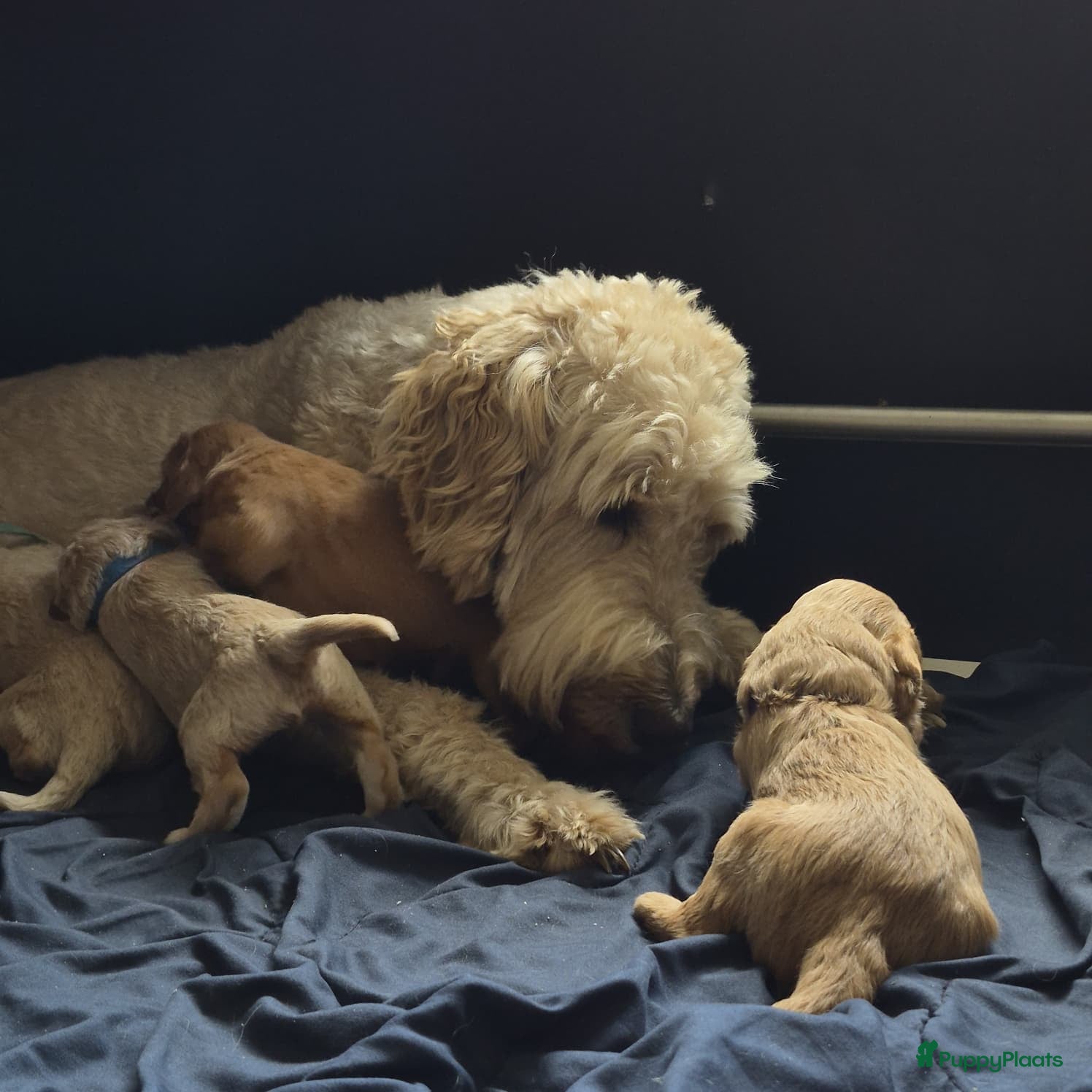 Kruising honden te koop: Australian Goldendoodles, medium - Advertentie 1