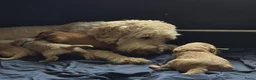 Kruising honden te koop: Australian Goldendoodles, medium - Advertentie 1
