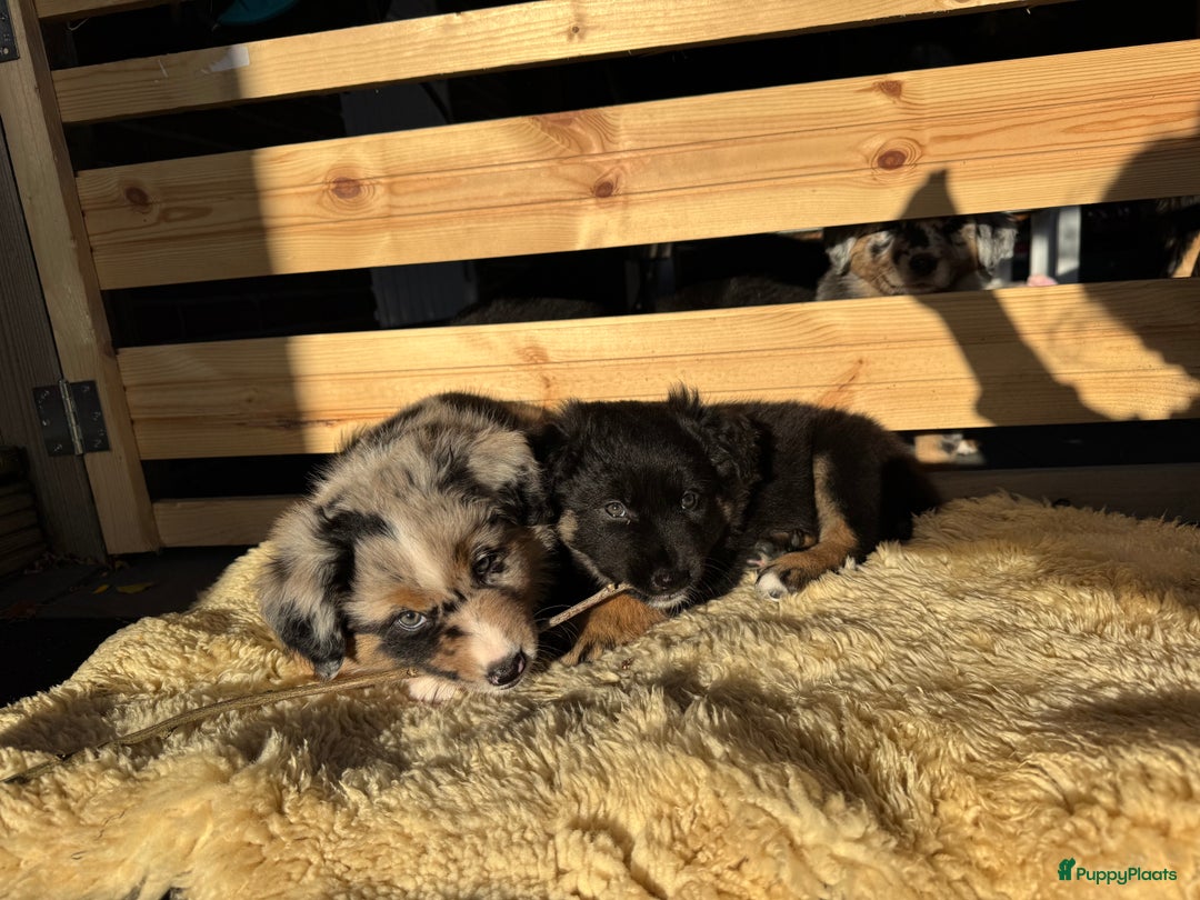 Australian Shepherd honden te koop: Prachtig en gezond nestje Australian Shepherds  - Advertentie 15