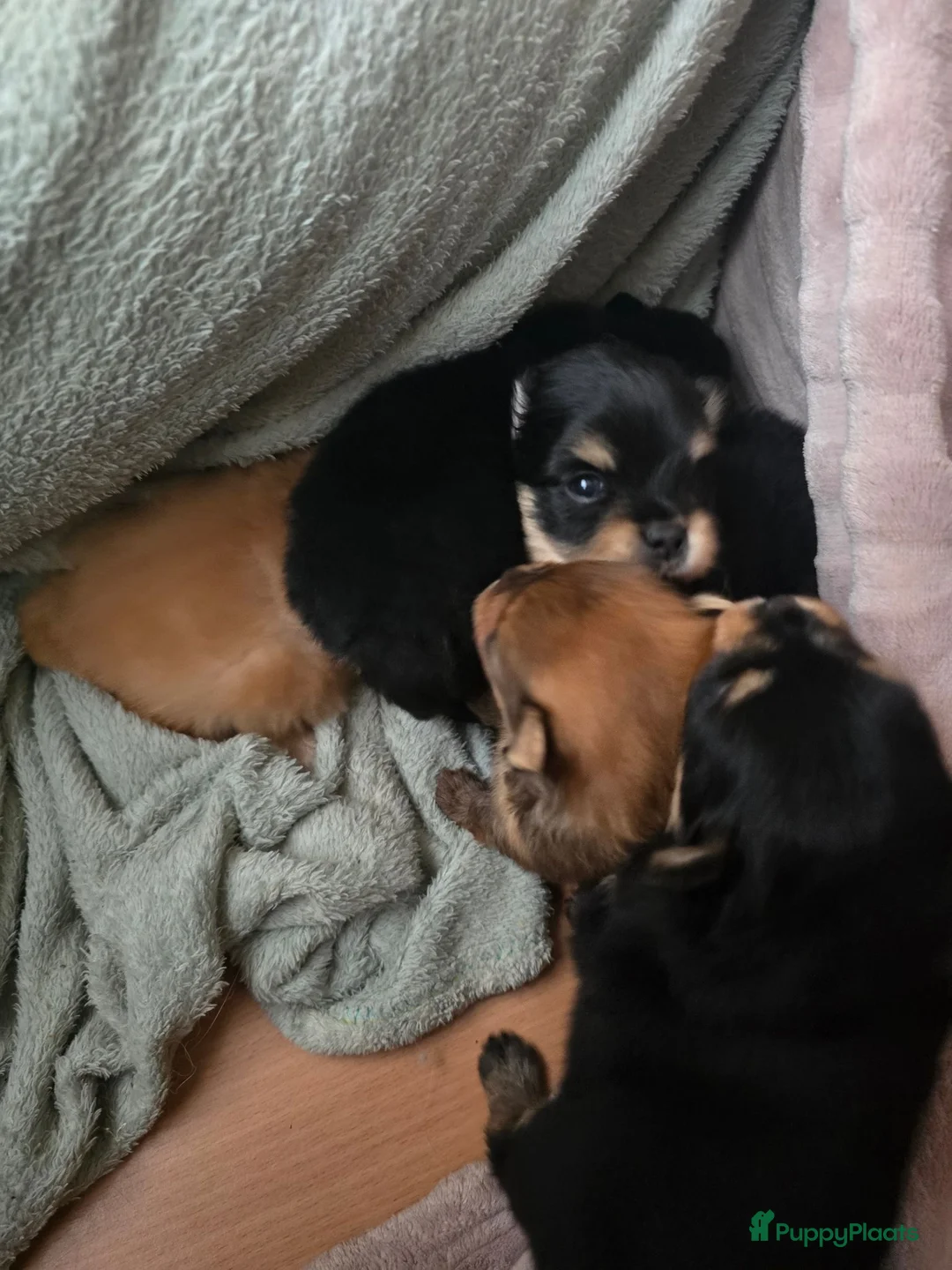 Pomchi honden te koop: Nog 3 lieve poms zoeken hun gouden mandje - Advertentie 8