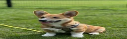 Welsh Corgi Pembroke honden te koop: Welsh Pembroke Corgi Puppy in Losser - Advertentie 1