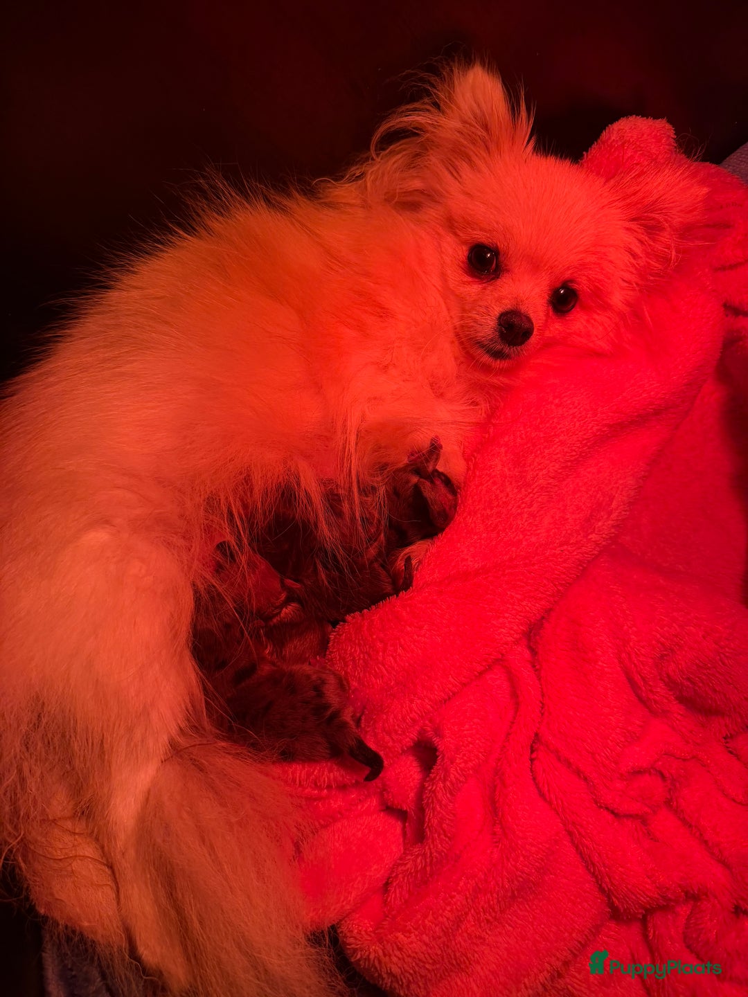 Pomchi honden te koop: Mooie pomchi - Advertentie 12