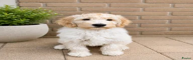 Kruising Puppy 8