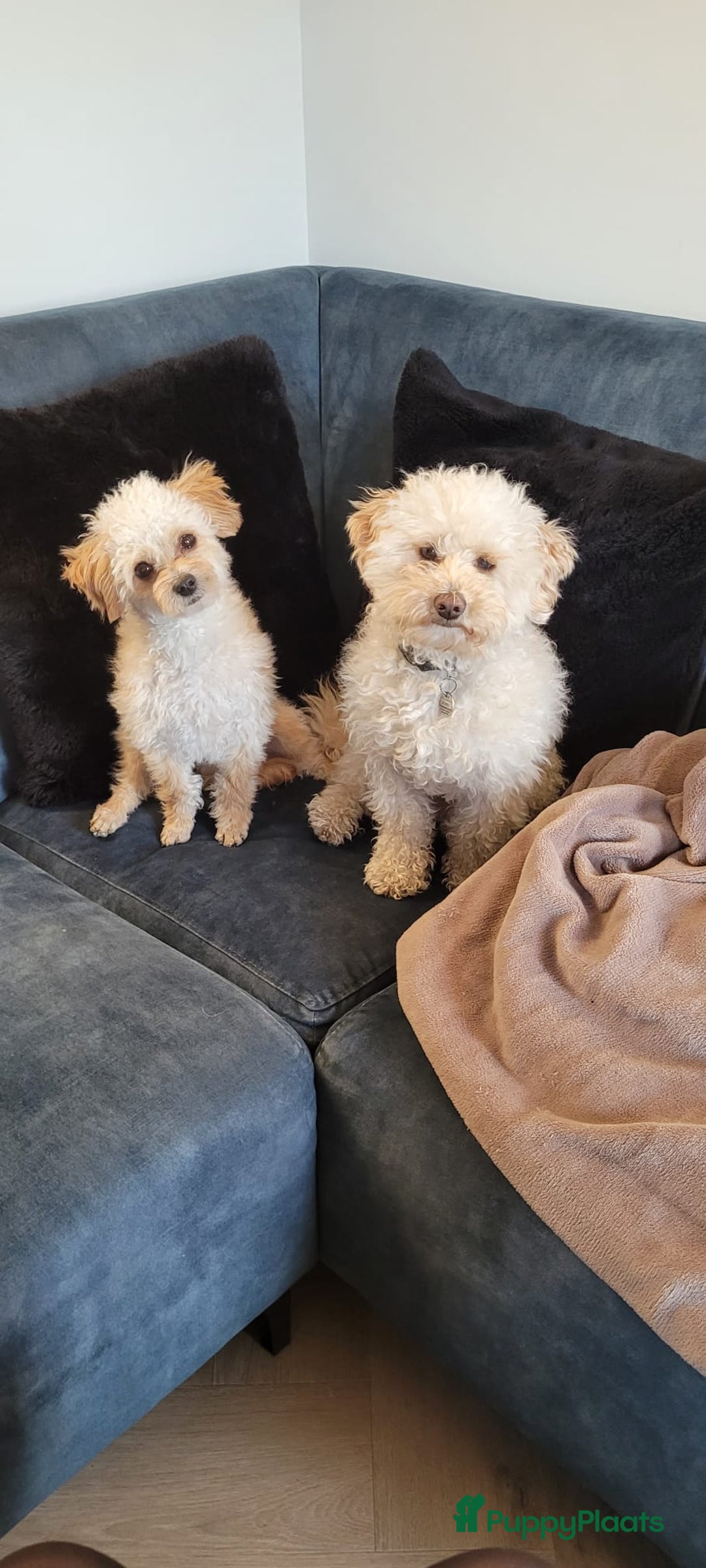 Maltipoo honden ter dekking: Toypoedel/Maltipoo dekreu, grote knuffelkont🥰 - Advertentie 16