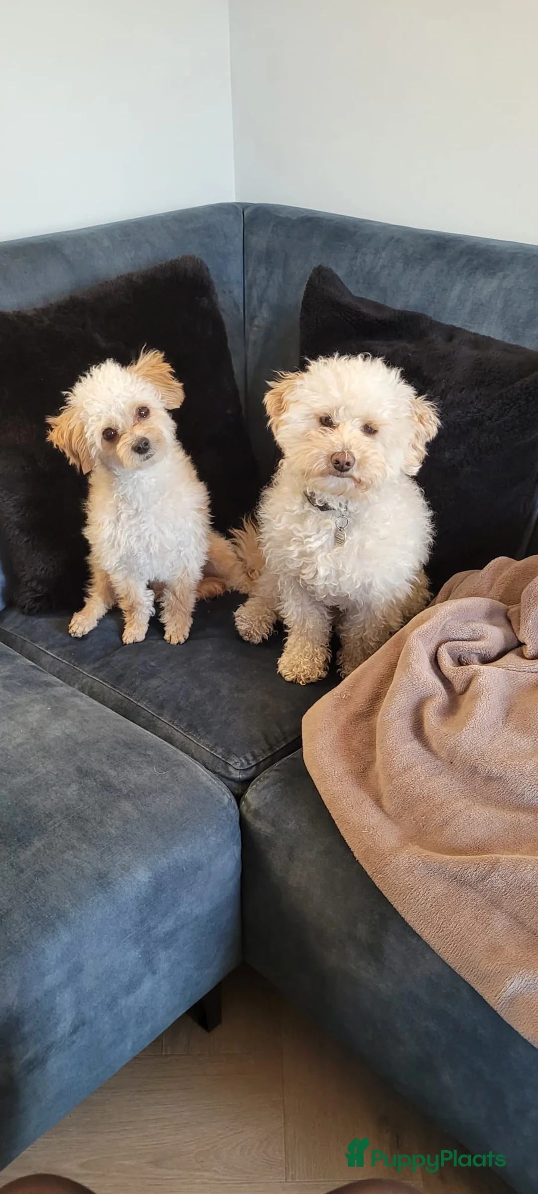 Maltipoo honden ter dekking: Toypoedel/Maltipoo dekreu, liefste knuffelkont🥰 - Advertentie 20