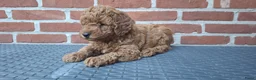 Dwergpoedel honden te koop: Lieve dwergpoedel-puppy's zoeken een warm thuis!  - Advertentie 8