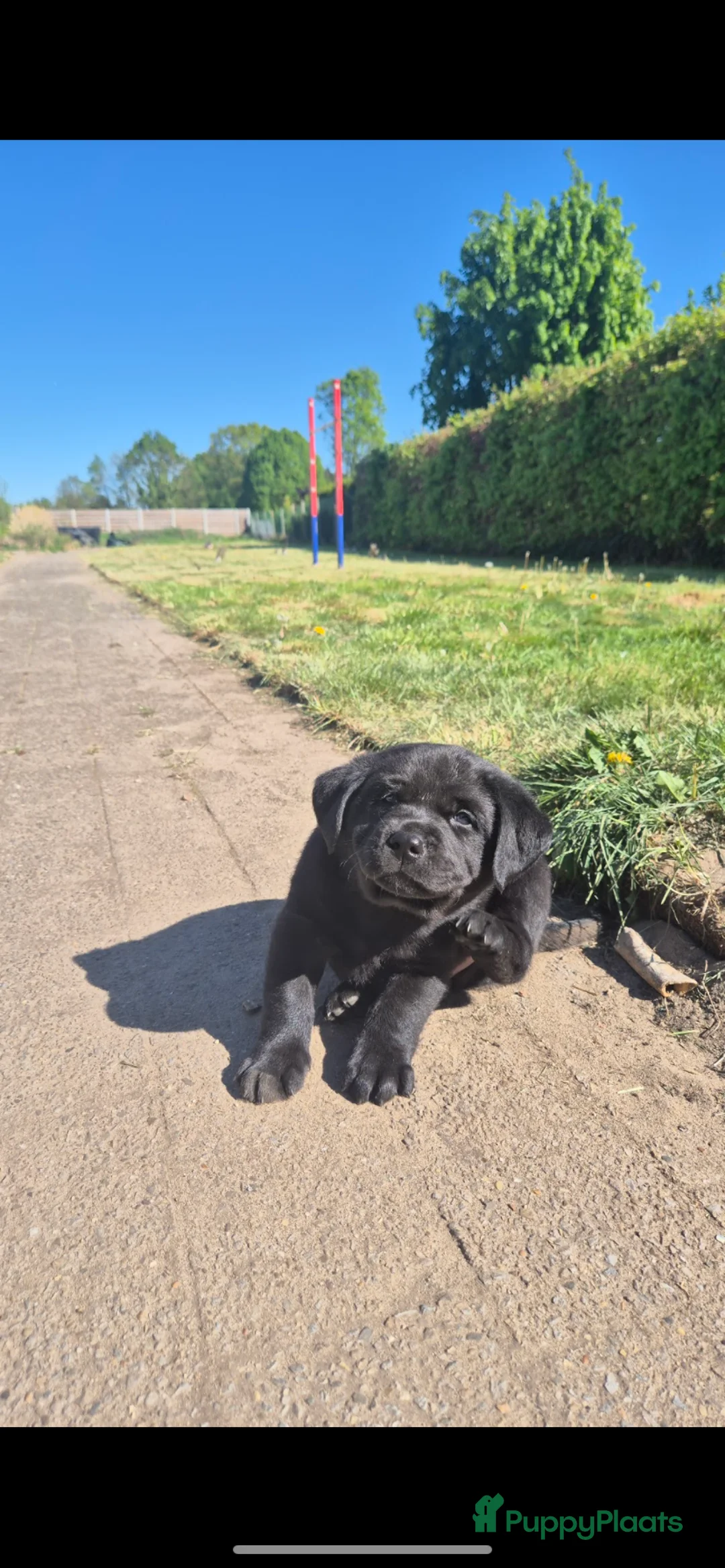 Labrador Retriever honden te koop: Zwarte labrador pups - Advertentie 2