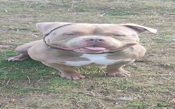 Amerikaanse Bully honden ter dekking: American bully ter dekking aangeboden - Advertentie 1