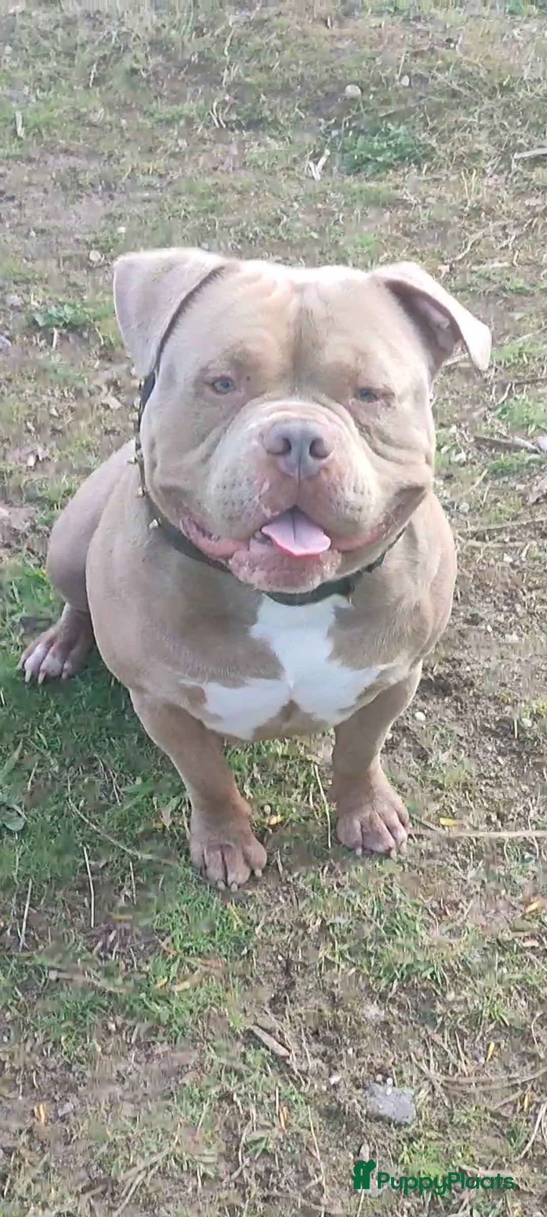 Amerikaanse Bully honden ter dekking: American bully ter dekking aangeboden - Advertentie 1
