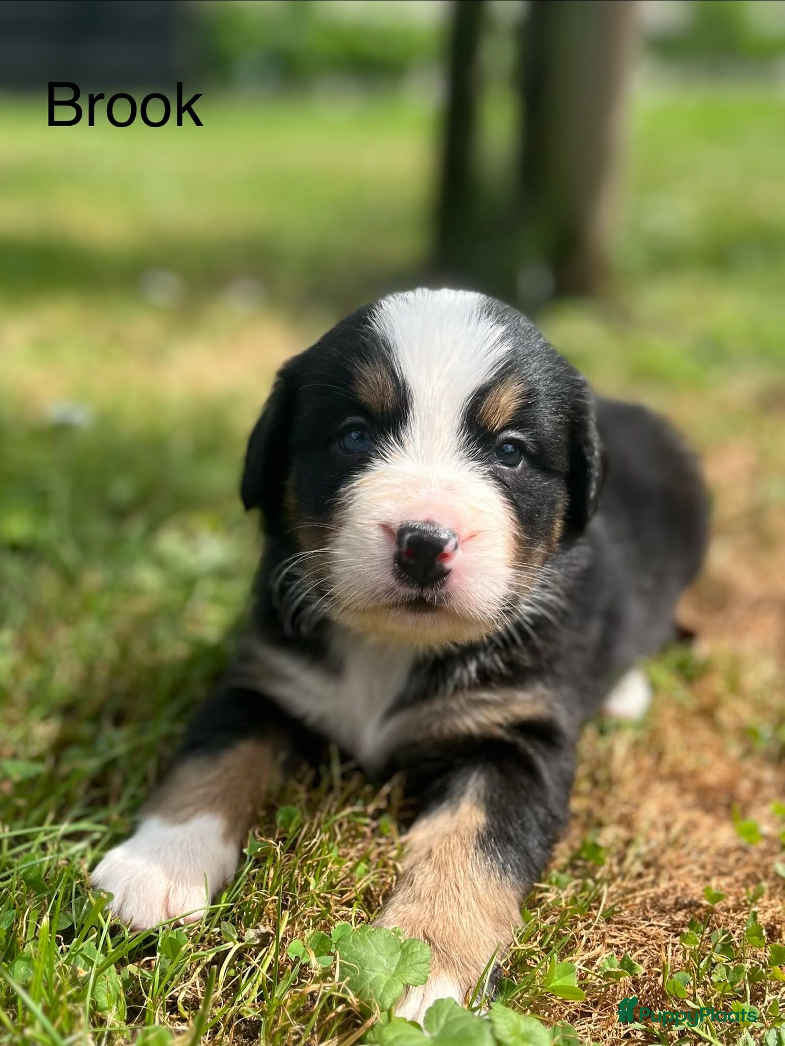 Berner Sennenhond honden Berner sennen pups - Advertentie 1