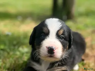 Berner Sennenhond honden Berner sennen pups - Advertentie 1