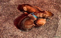 Rhodesian Ridgeback honden te koop: Rhodesian Ridgeback pups in Kootwijkerbroek - Afbeelding 3