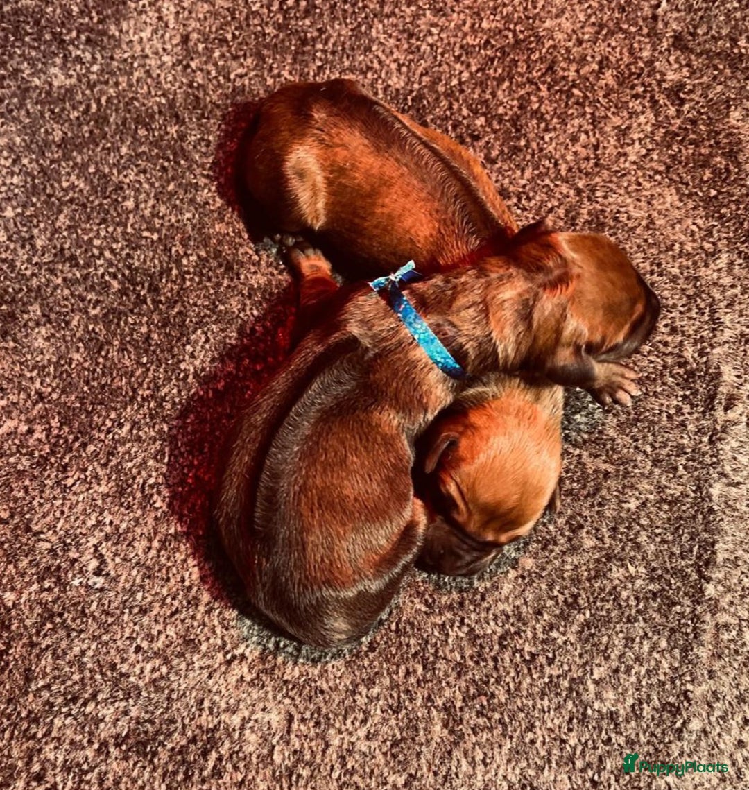 Rhodesian Ridgeback honden te koop: Rhodesian Ridgeback pups in Kootwijkerbroek - Afbeelding 3