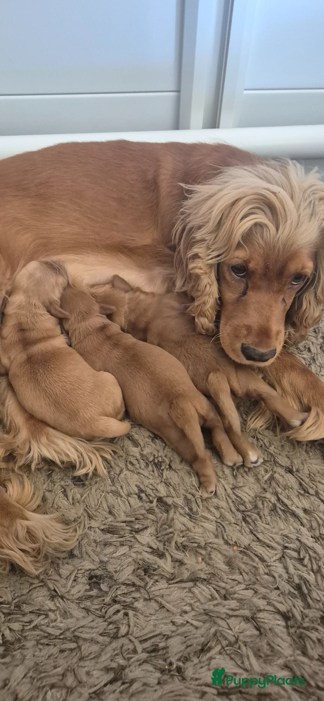 Cockapoo honden te koop: Cockapoo pups - Advertentie 2