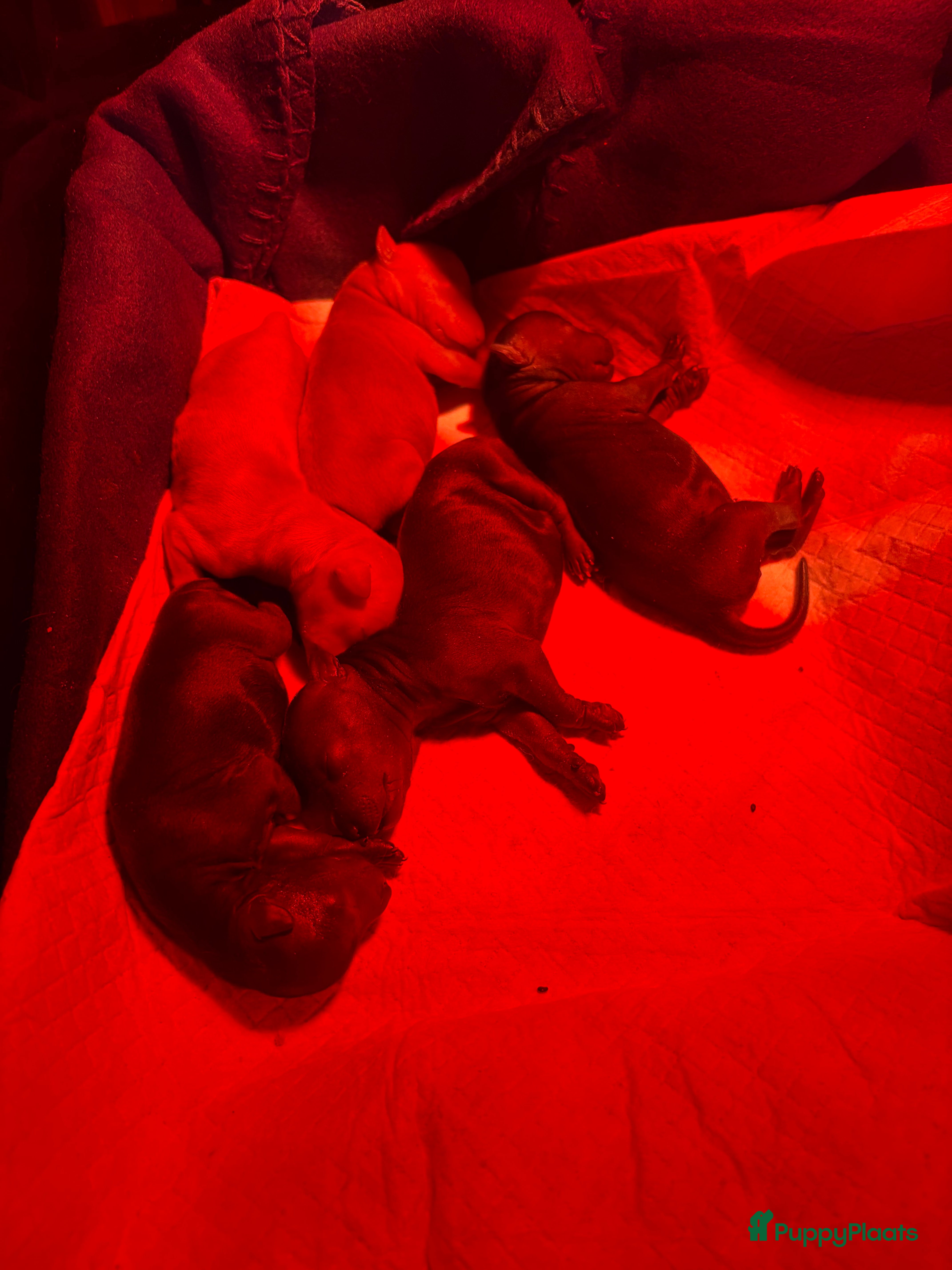 Australian Labradoodle honden Mini australian Labradoodle  - Advertentie 1