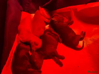 Australian Labradoodle honden Mini australian Labradoodle - Advertentie 1