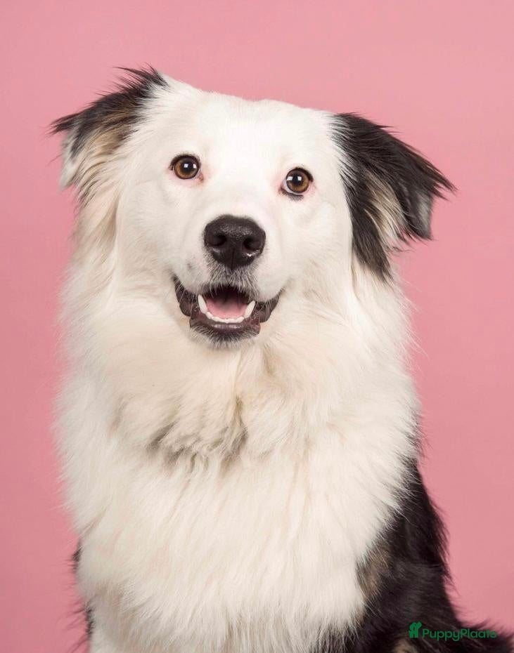 Australian Shepherd honden Mini australian shepherd  - Advertentie 1