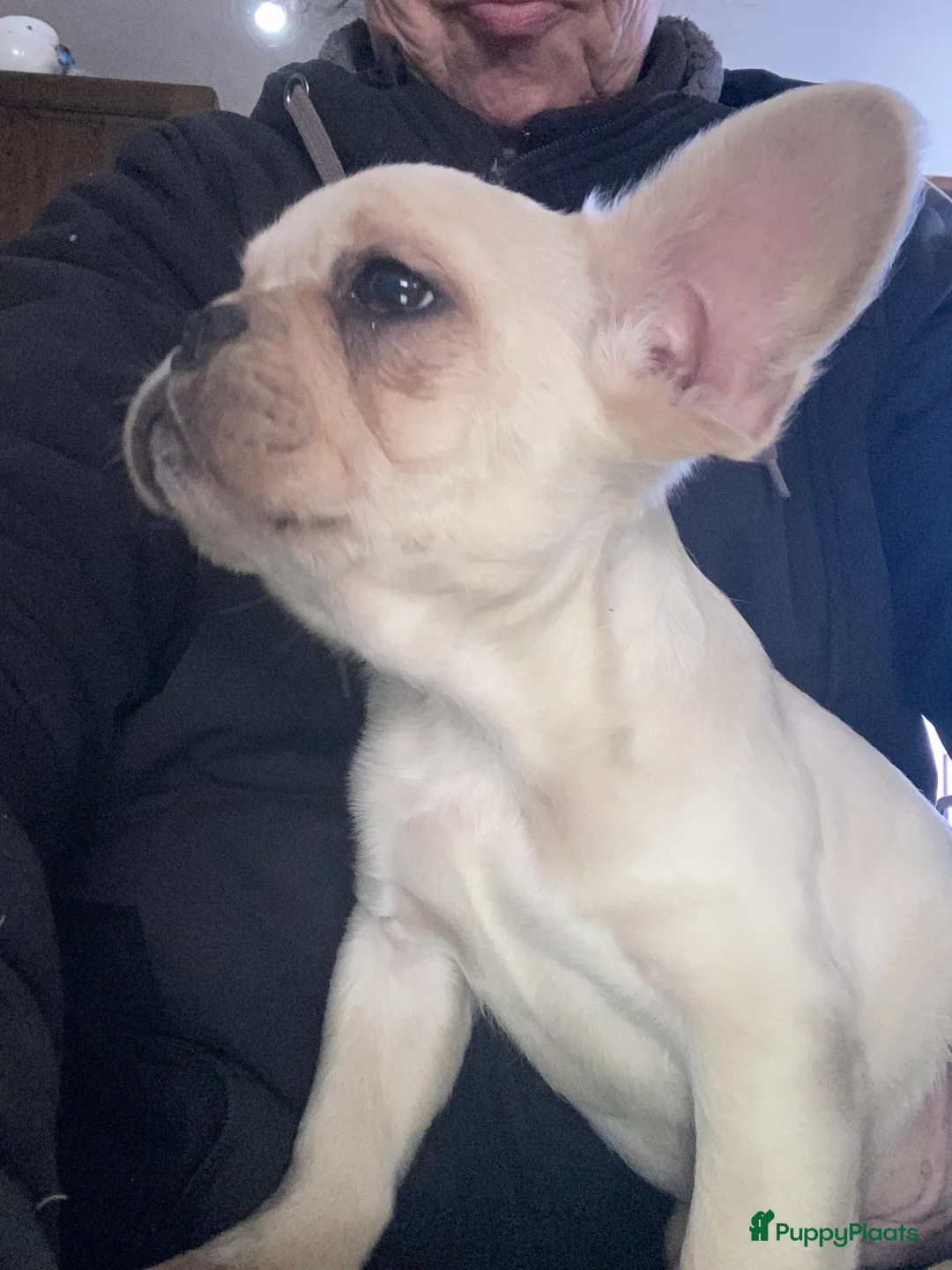 Franse Bulldog honden te koop: Laatste knappe fluffy fransbuldog reutje - Advertentie 1