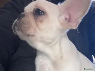 Franse Bulldog honden Laatste knappe fluffy fransbuldog reutje - Advertentie 1