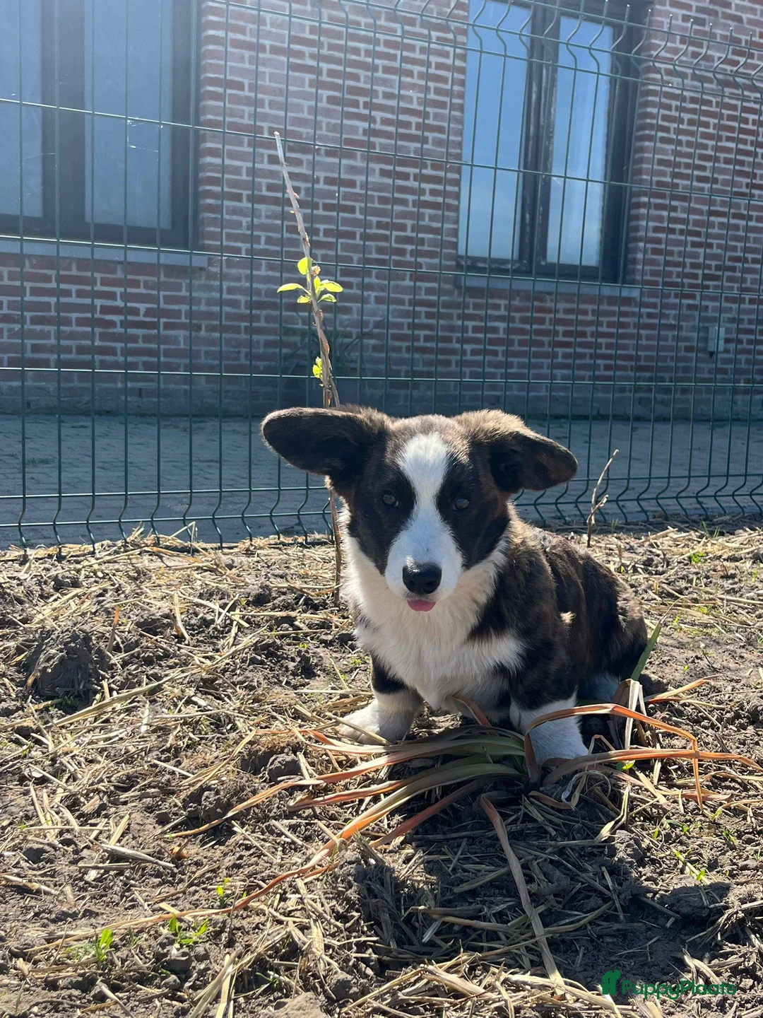 Welsh Corgi Cardigan honden te koop: Prachtige Welsh corgi cardigan pups - Advertentie 1