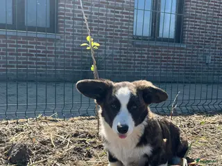 Welsh Corgi Cardigan honden Prachtige Welsh corgi cardigan pups - Advertentie 16