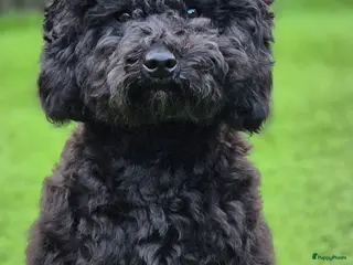 Poedel Toy honden Lillo superlieve toypoedel. Mooie, fluffy dekreu💙 - Advertentie 1