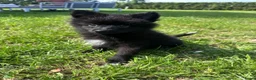 Keeshond honden te koop: Pomeriaan pups - Advertentie 5