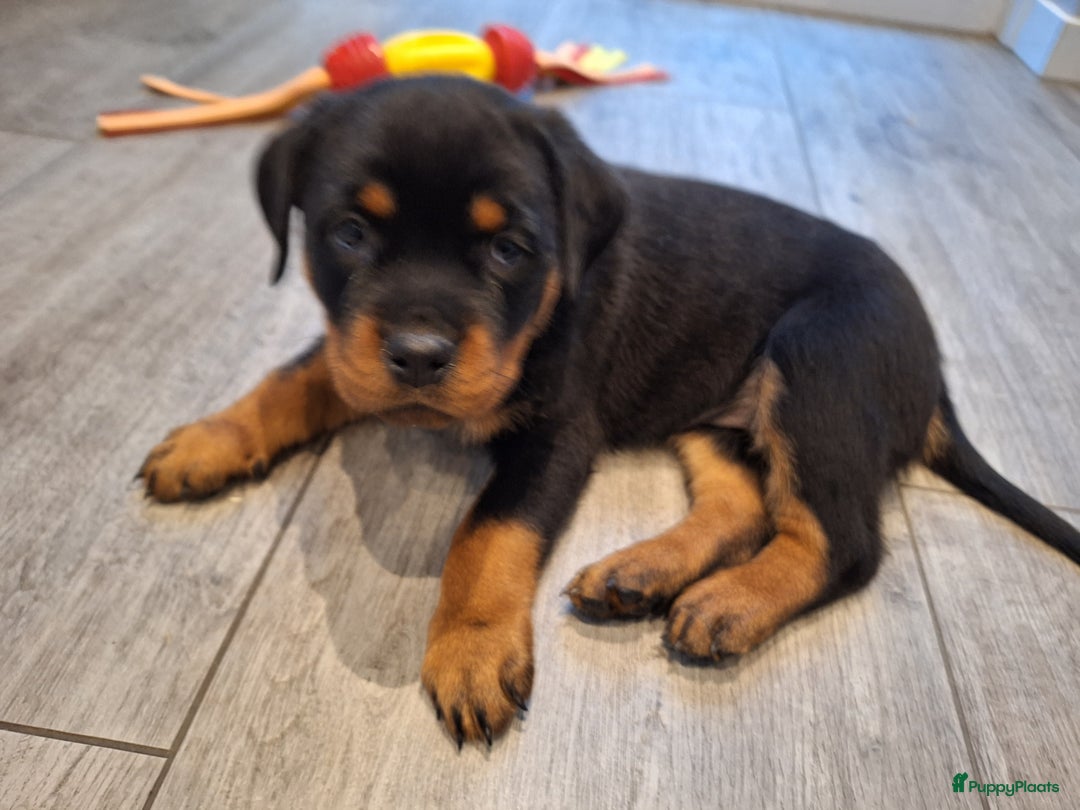 Rottweiler honden te koop: Prachtige Rottweiler pups met STAMBOOM en GARANTIE - Advertentie 10