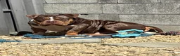 Amerikaanse Bully honden ter dekking: American Bully dekreu (getest) - Advertentie 5