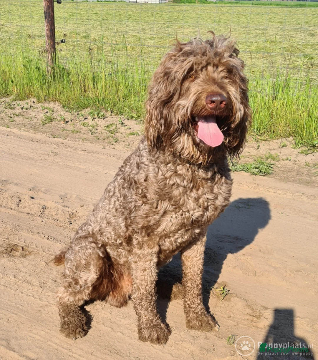 Kruising honden ter dekking: Labradoodle dekreu multigen in Westendorp - Advertentie 7