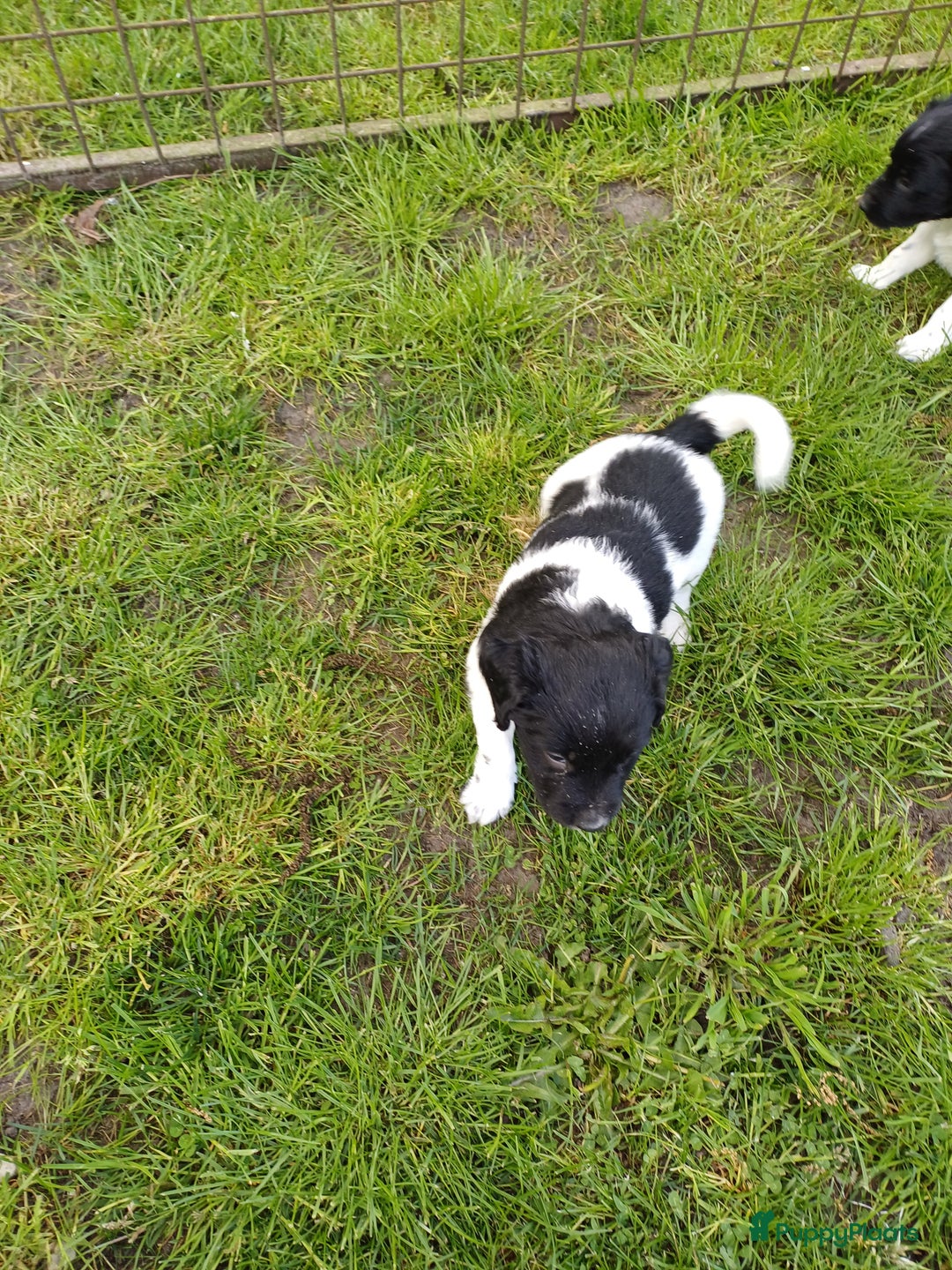 Friese Stabij honden te koop: Te koop 3 Friese stabij reutjes - Afbeelding 5