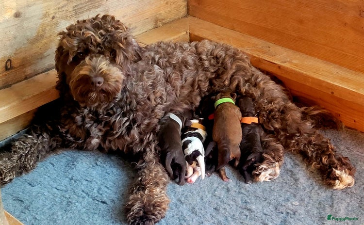 Labradoodle honden - Advertentie 6